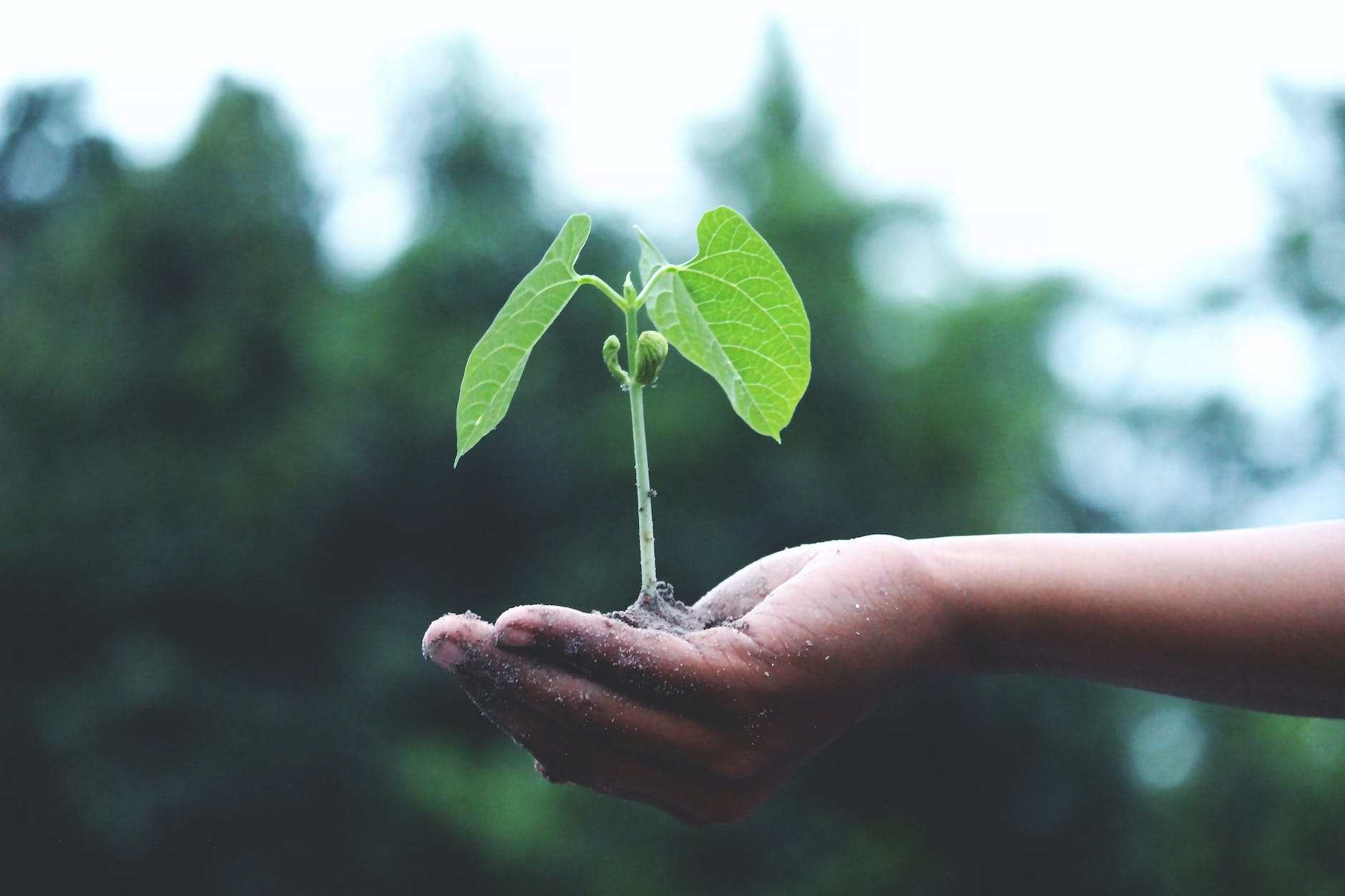 Plant growing stock image